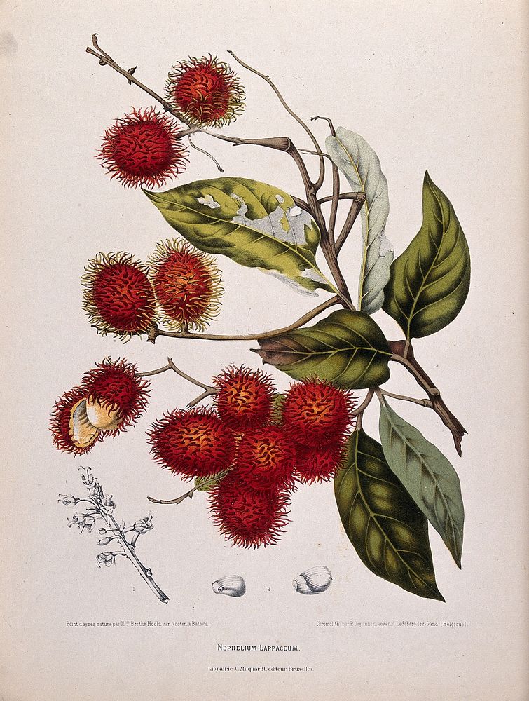 Rambutan (Nephelium lappaceum L.): fruiting branch and separate numbered inflorescence and seeds. Chromolithograph by P.…