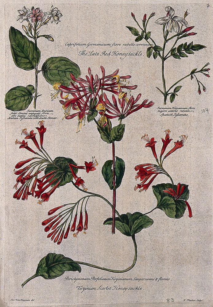 Honeysuckle (Lonicera species) and jasmine (Jasminum species): flowering stems. Coloured engraving by H. Fletcher, c. 1730…