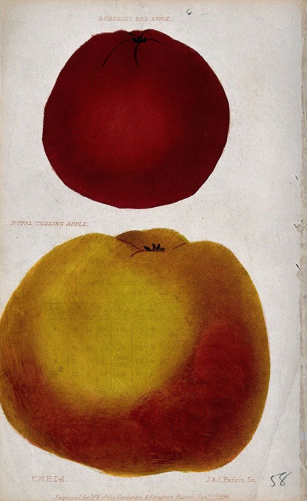 Two cultivars of apple (Malus pumila): a Bùrrell's Red' and Ròyal Codling'. Coloured engraving by J. & J. Parkin, 1834…