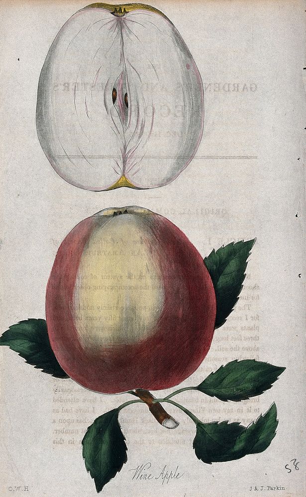 A wine apple (Malus pumila cv.): entire and sectioned fruit. Coloured etching with aquatint by J. & J. Parkin, c. 1836…