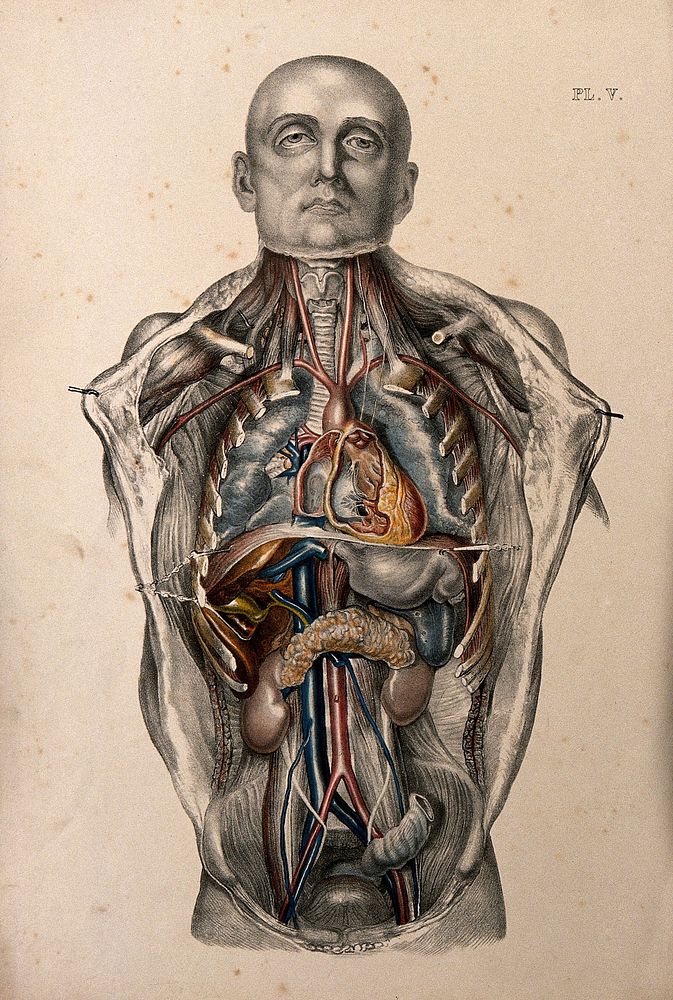 The body of a standing man with his head shaved and his trunk dissected to reveal the viscera. Coloured lithograph by…