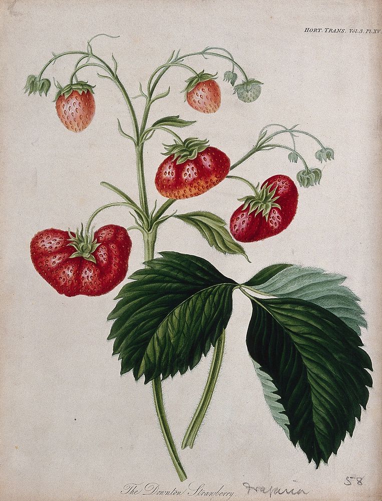 The Downton strawberry plant (Fragaria cv.): fruiting stem and leaf. Colour and coloured etching, c. 1820.