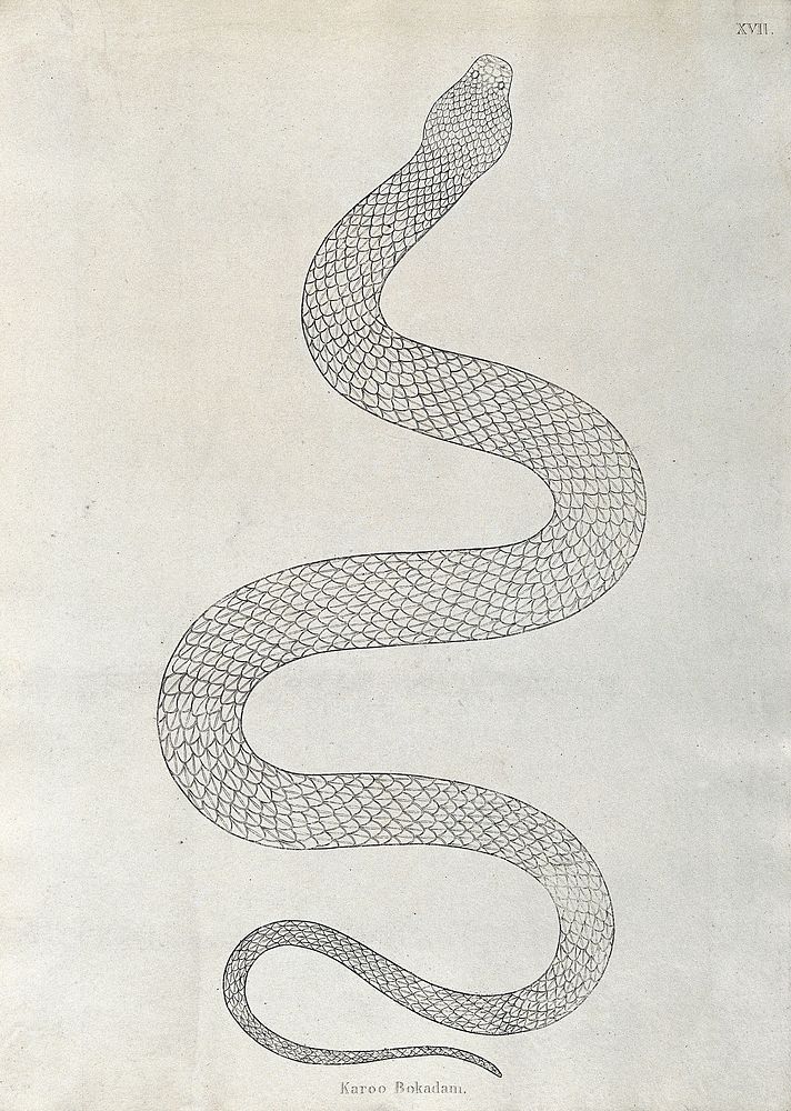 An Indian snake: Karoo Bokadam. Engraving by W. Skelton, ca. 1796.