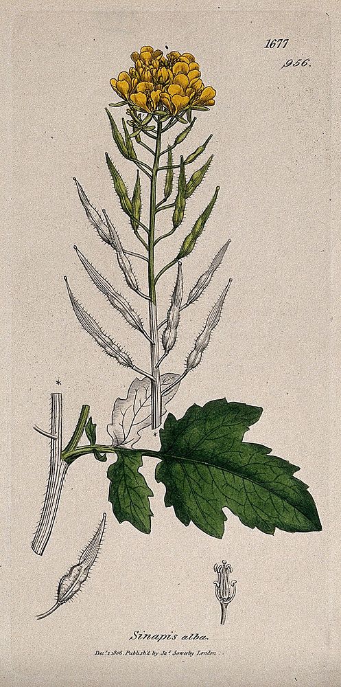 Yellow mustard (Sinapis alba): flowering stem, leaf and floral segments. Coloured engraving after J. Sowerby, 1806.