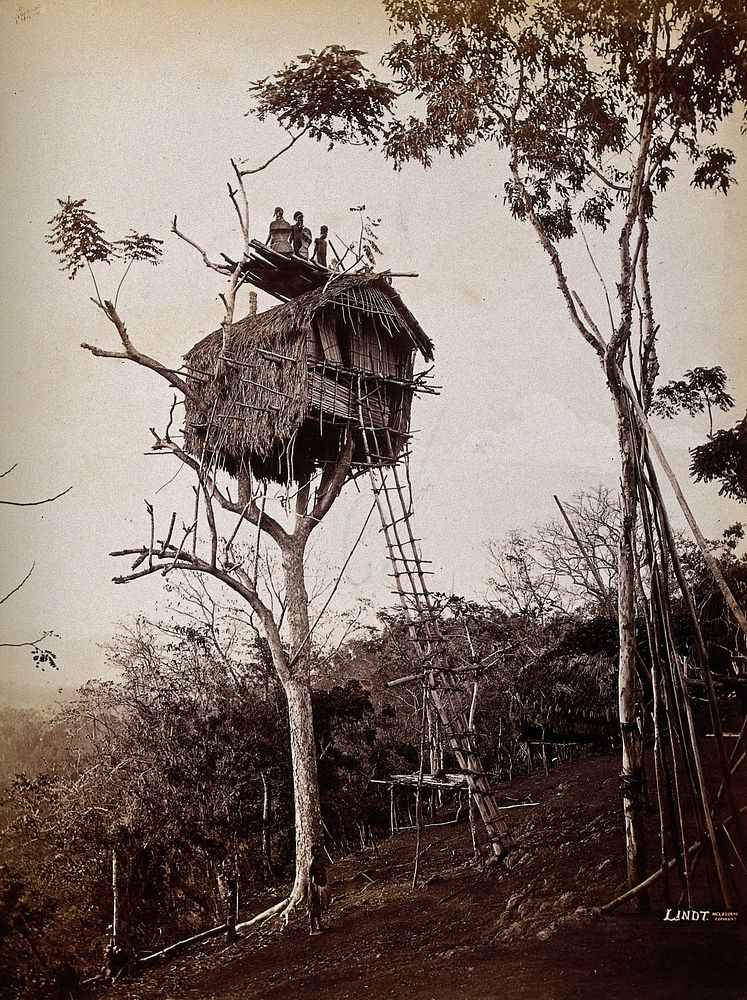 Papua New Guinea: a tree house of the Koiari people, east of Port Moresby. Photograph taken by J.W. Lindt, 1886.