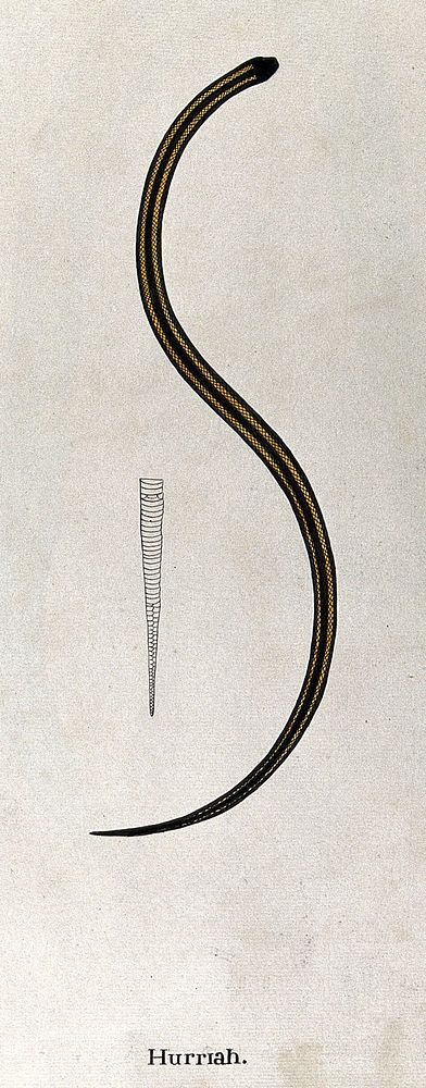 A snake, dark in colour, with two yellow stripes running the length of its body: also includes an outline drawing showing…