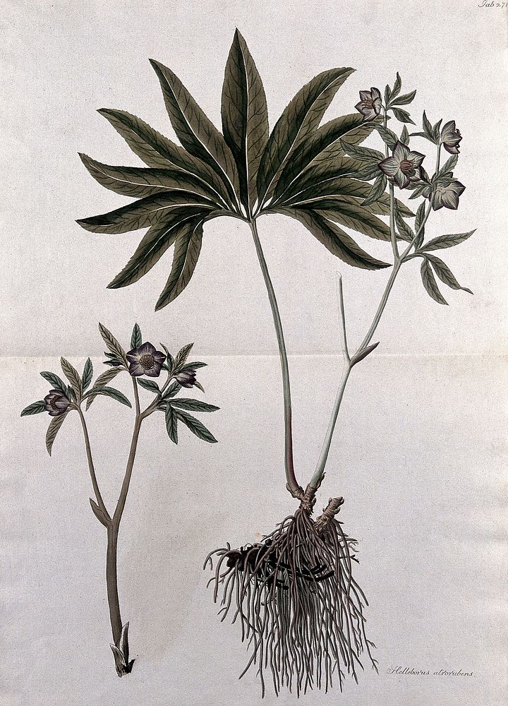 Hellebore (Helleborus atrorubens): fruiting stem with roots and separate flowering stem. Coloured etching after J. Schütz…