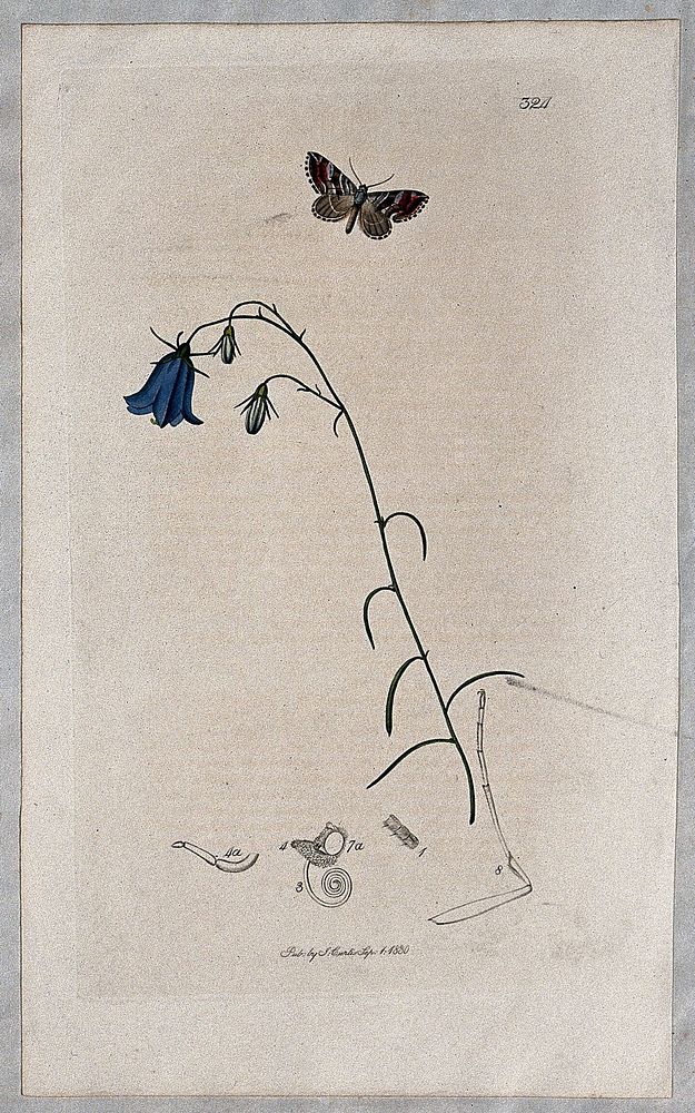A harebell (Campanula rotundifolia) with an associated moth and its anatomical segments. Coloured etching, c. 1830.