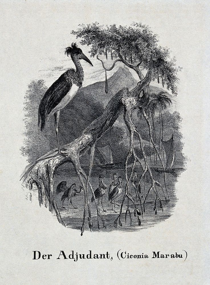 An adjutant bird sitting on a branch of a tree looking down on a group of birds on the shore of a lake. Lithograph.