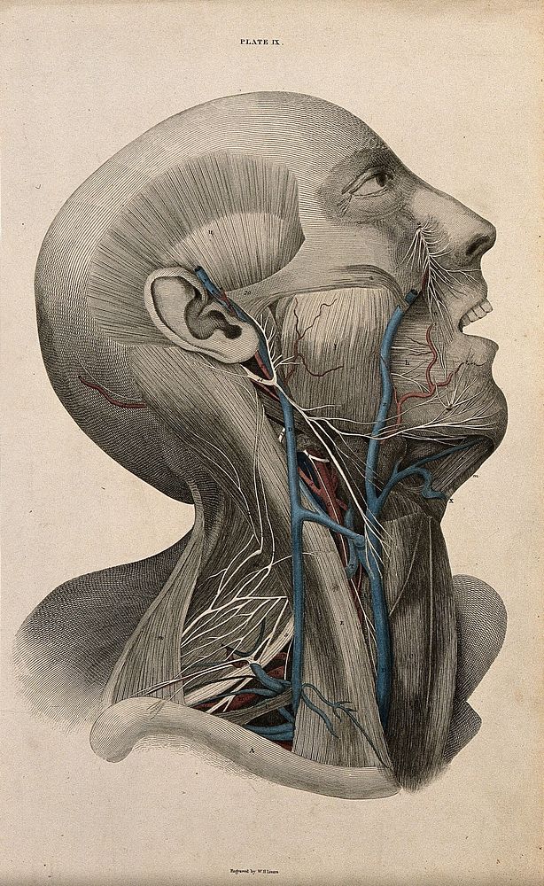 Head and face: dissection, with blood-vessels and nerves indicated in red and blue. Coloured line engraving by W.H. Lizars…