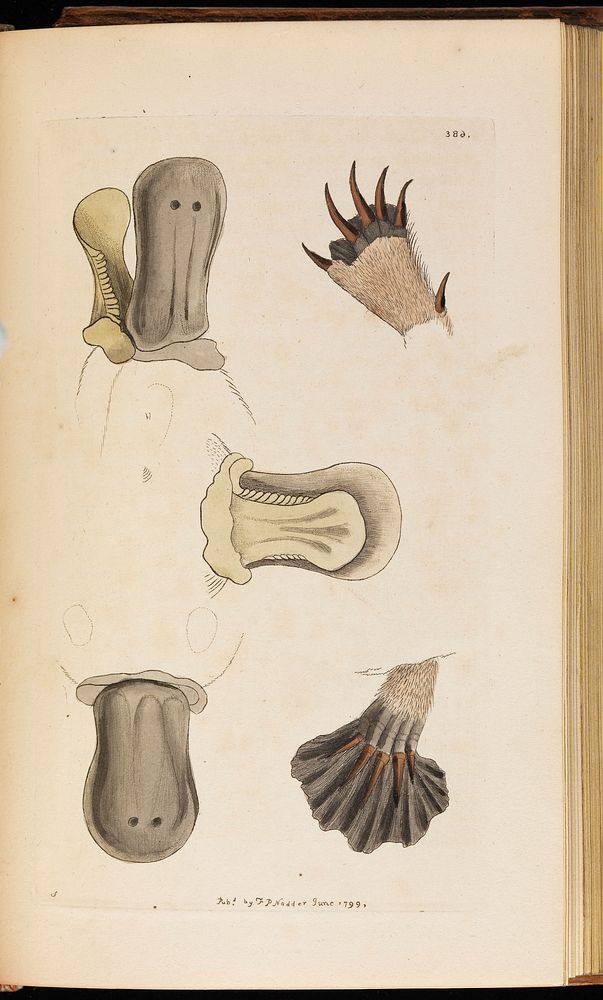 The naturalists' miscellany, or, Coloured figures of natural objects; drawn and described immediately from nature.