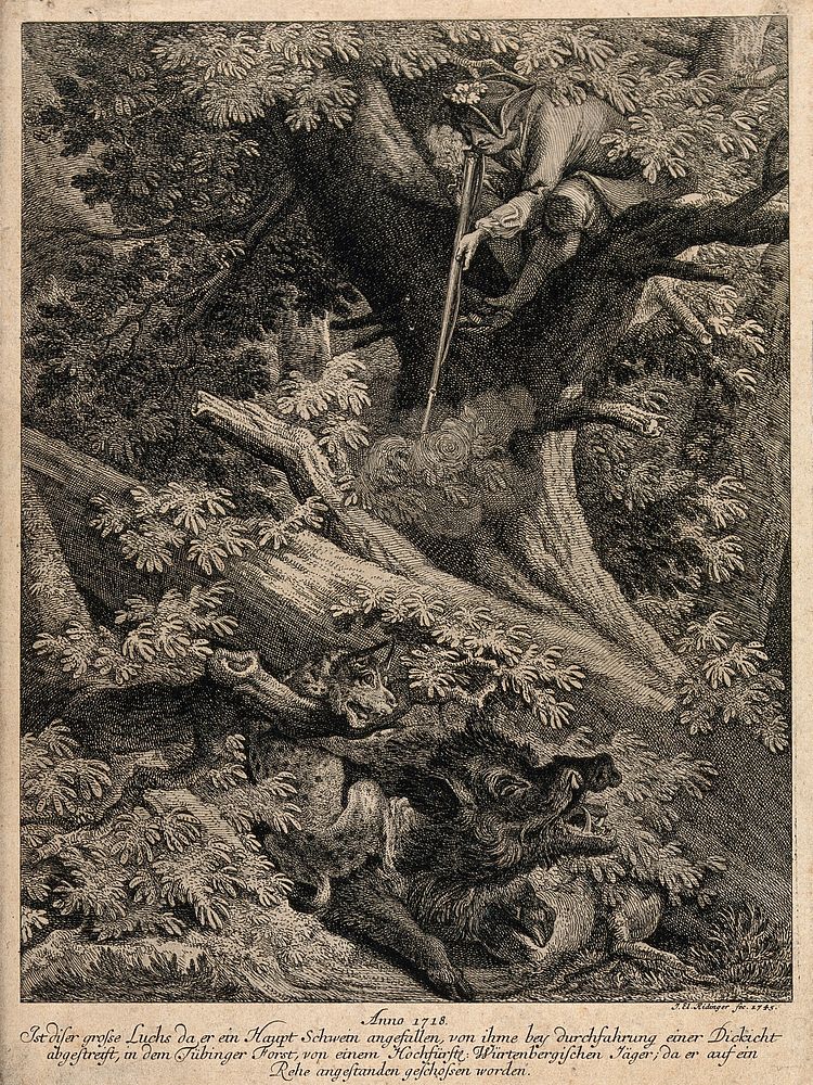 A huntsman sitting on a tree is about to shoot a lynx chasing a wild boar. Etching by J.E. Ridinger.