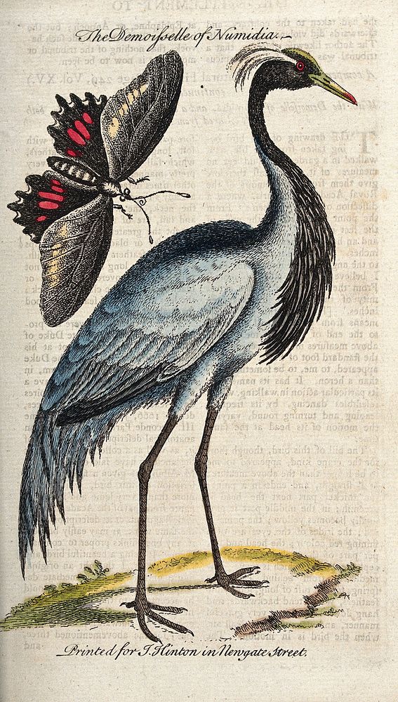 A demoiselle (a small crane) next to a damselfly. Coloured etching.