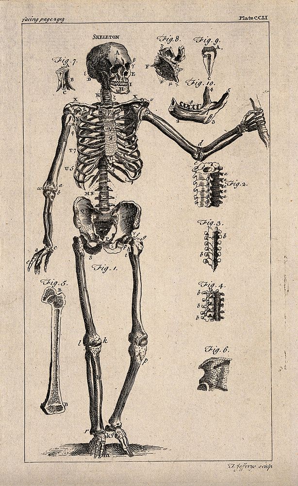 Human skeleton and bones: ten figures. Engraving by T. Jefferys, ca. 1763.