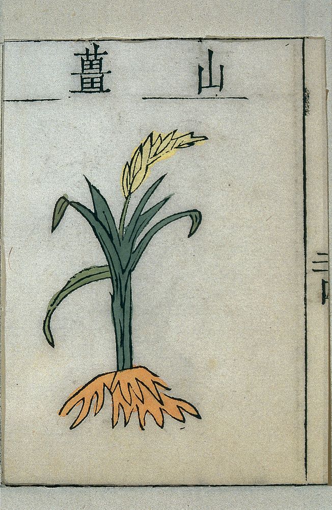 Shanjiang (Alpinia japonica), medicinal plant. Chinese, 1655