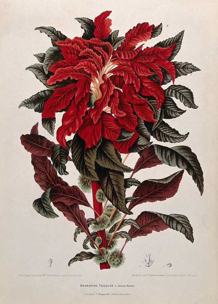 Joseph's Coat (Amaranthus tricolor L.): leafy shoot with flowers, separate male and female flower and seed. Chromolithograph…