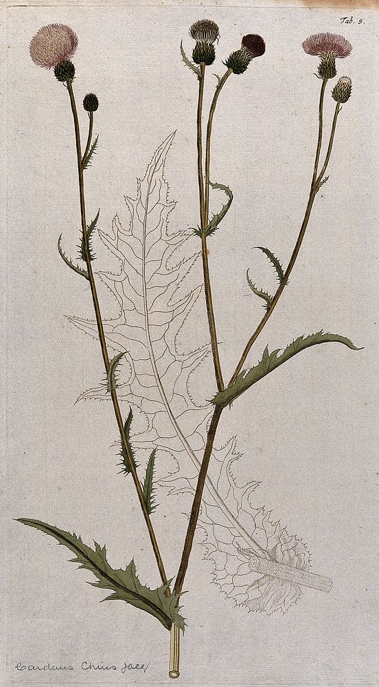 A plant (Carduus chius Jacq.) related to scotch thistle: flowering stem with separate uncoloured leaf. Coloured engraving…