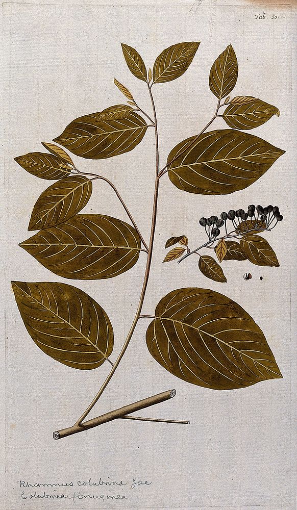 West Indian Snake Bark (Colubrina ferruginea Brongn.): leafy stem with separate fruit and seed. Coloured engraving after F.…