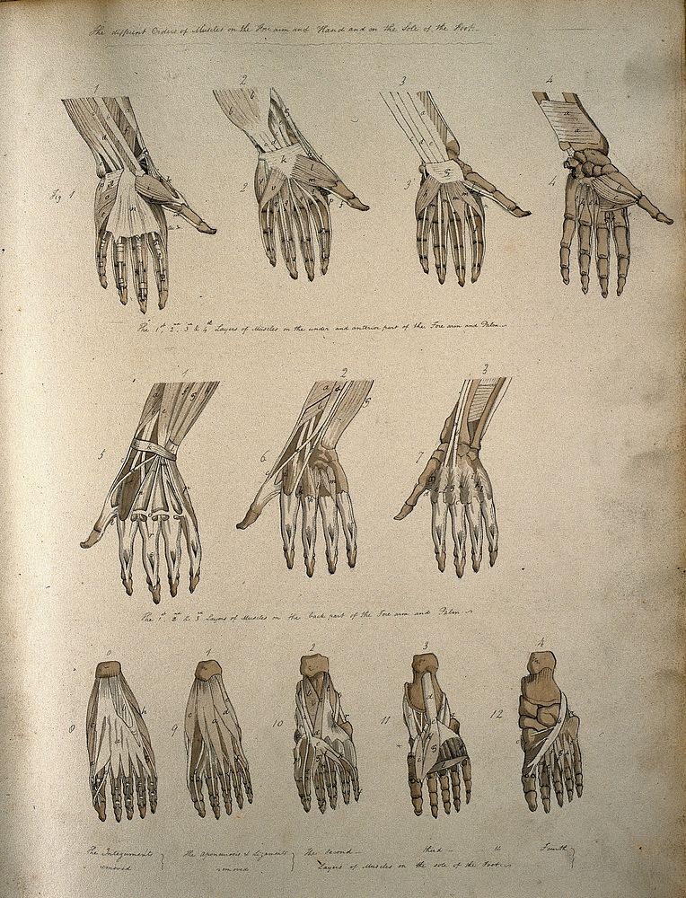 Muscles of the hand and foot: twelve figures. Coloured drawing, 18--.
