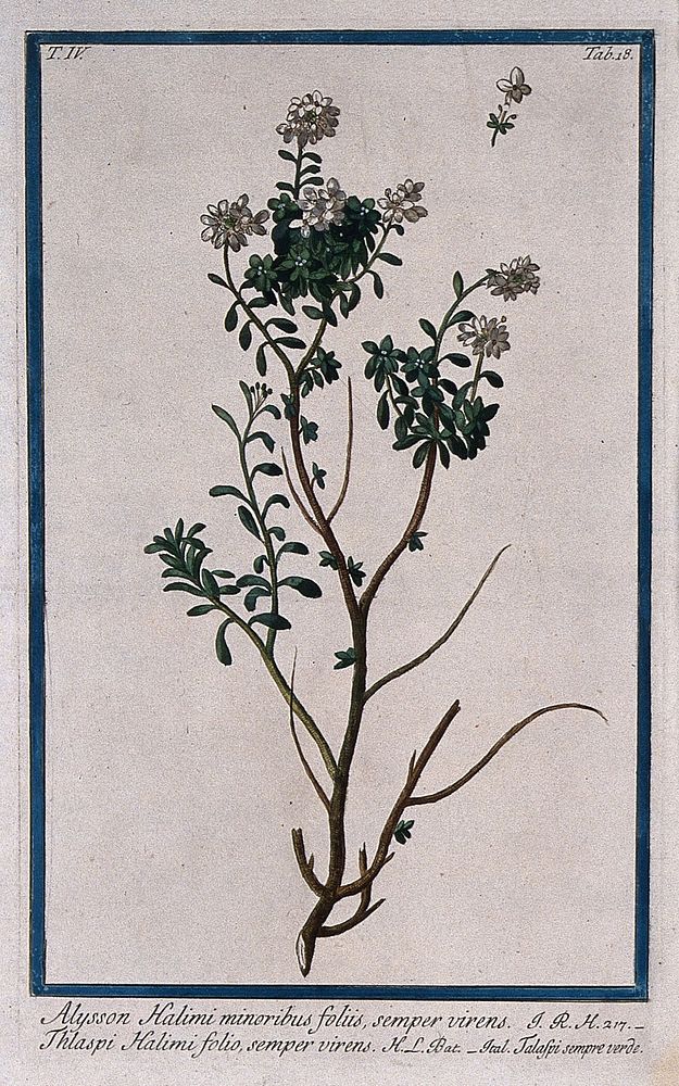 A species of the genus Alyssum: flowering stem with separate floral segments. Coloured etching by M. Bouchard, 177-.