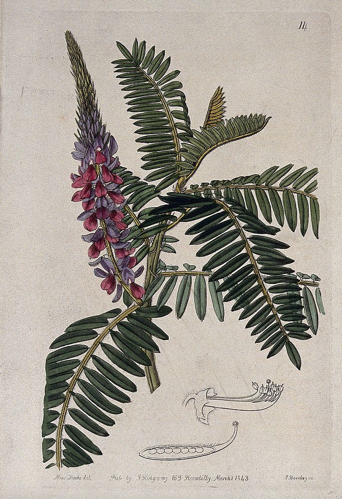 An indigo plant (Indigofera stachyoides): flowering stem and floral segments. Coloured engraving by G. Barclay, c. 1843…
