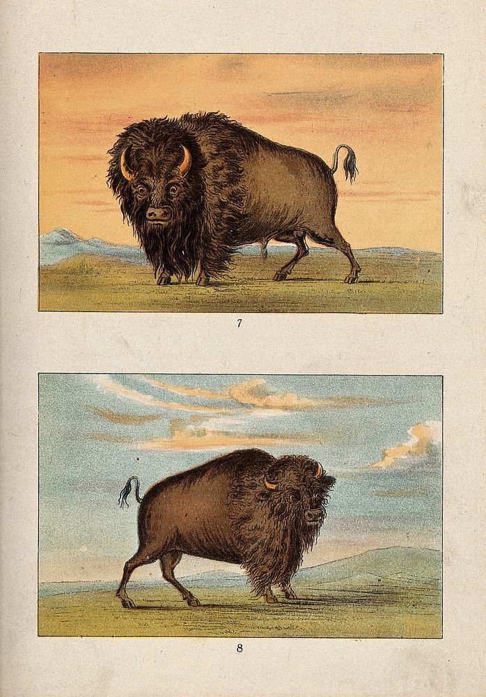 A male and female American bison or buffalo. Chromolithograph.