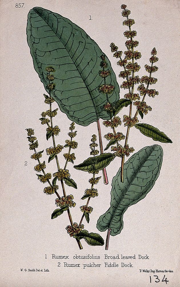 Two species of dock (Rumex species): flowering stems with leaves. Coloured lithograph by W. G. Smith, c. 1863, after himself.