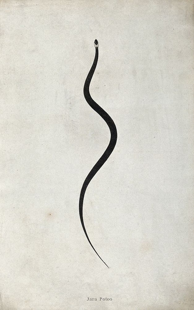 An Indian snake: Jara Potoo. Engraving by W. Skelton, ca. 1796.