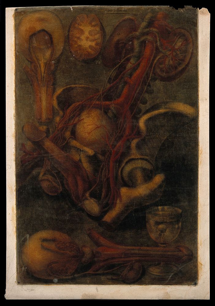 Dissections of the male urogenital system. Colour mezzotint by J. F. Gautier d'Agoty after himself, 1754.