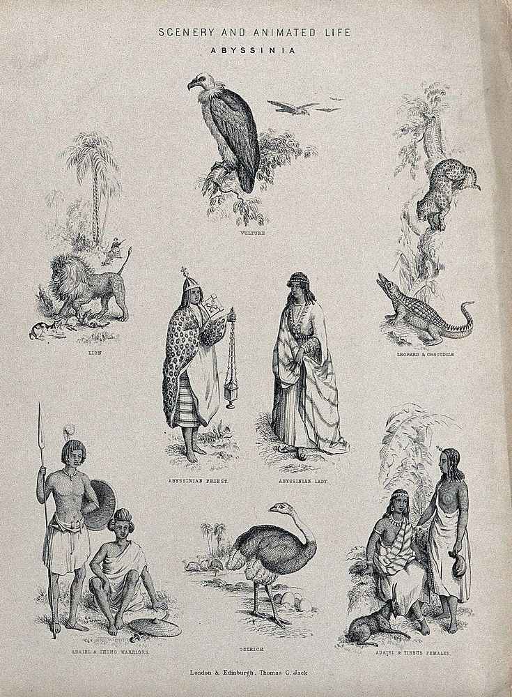 Abyssinia (Ethiopia): animals and indigenous people, including an Abyssinian priest, Adael and Shoho warriors. Lithograph.