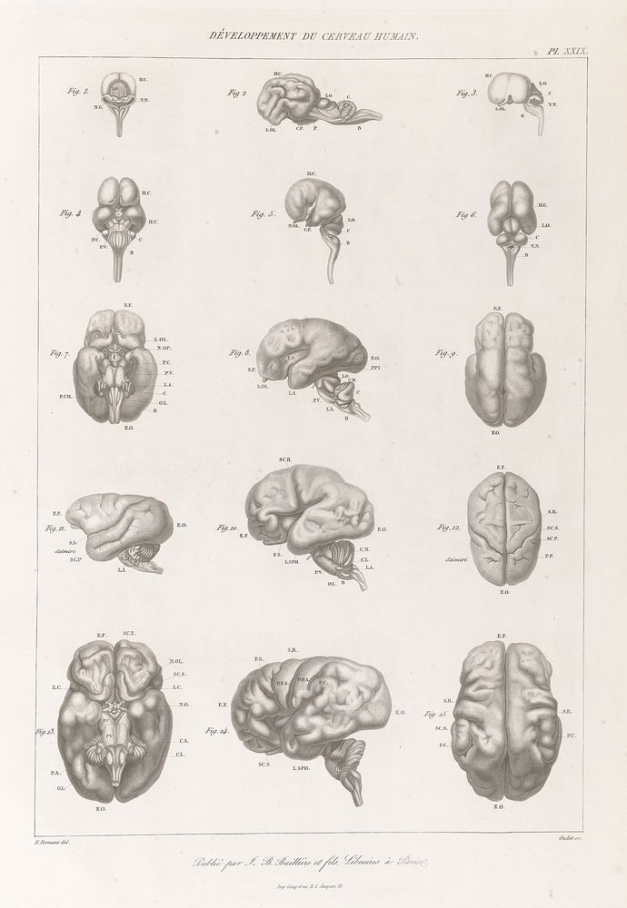 Anatomie comparée du système nerveux considéré dans ses rapports avec l'intelligence / Par Fr. Leuret et P. Gratiolet.…