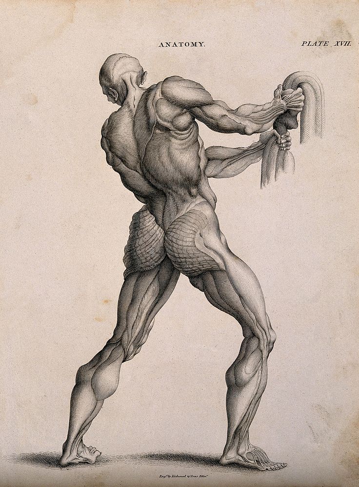 An écorché pulling down on a rope , seen from the back. Line engraving by Kirkwood & Sons, after W. Cowper, 1813.