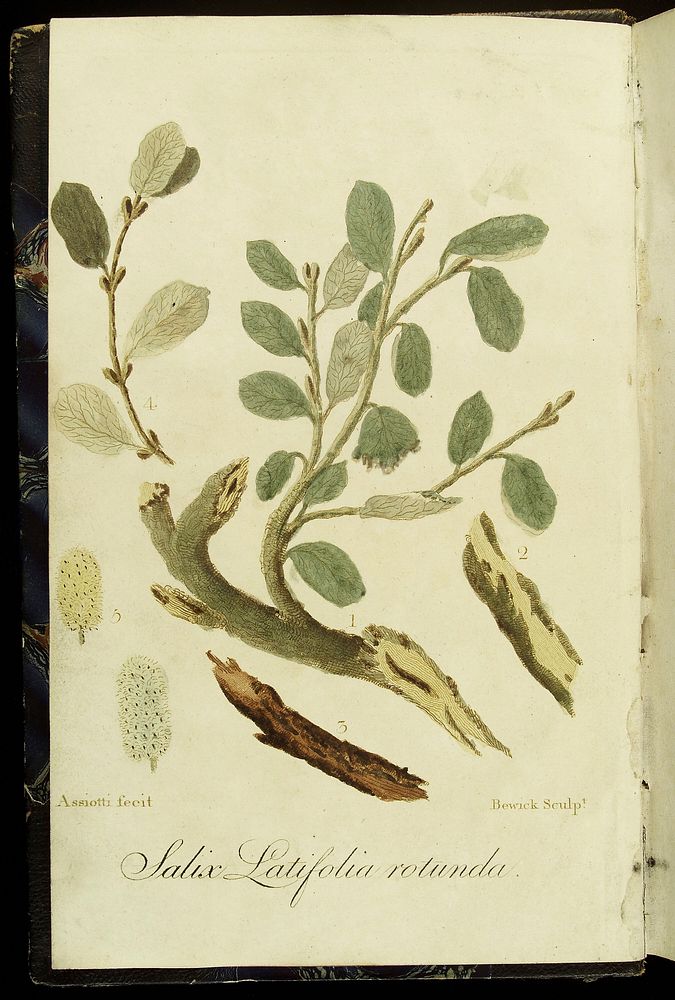 Salix Latifolia Rotunda, Cinchona