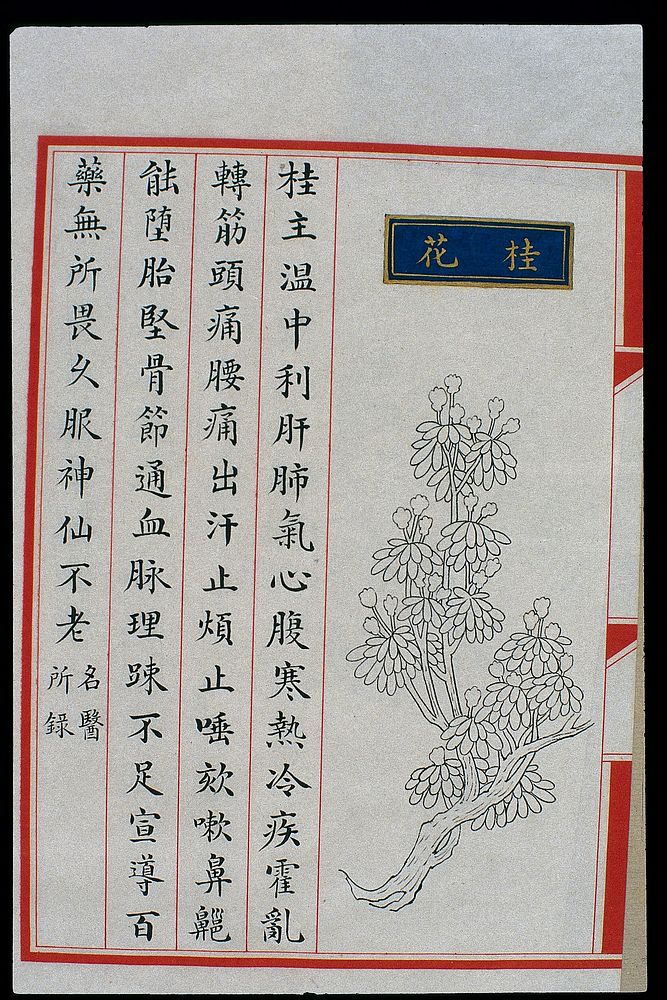 Chinese Materia Medica illustration, Ming: Cassia blossom