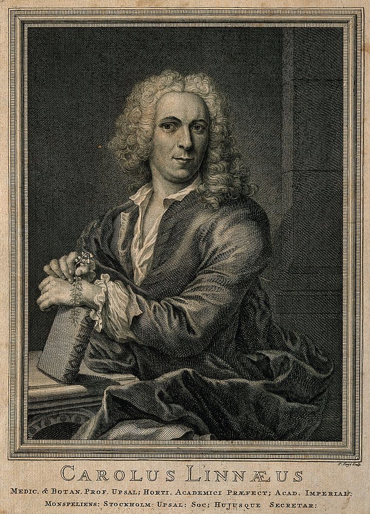 Carolus Linnaeus. Line engraving by P. Tanjé after C.A. Ehrensverd.