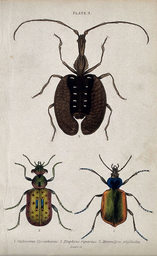 Three winged insects. Coloured engraving by W. H. Lizars.