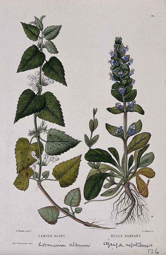 White dead nettle (Lamium album) and common bugle (Ajuga reptans): entire flowering plants. Coloured etching by C. Pierre…