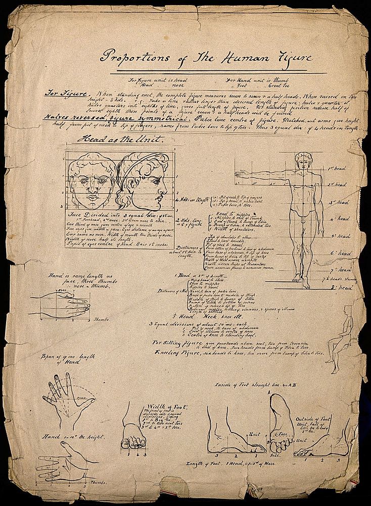 Proportions of the human body: annotated illustrations of the human face, body, hands and feet, with proportions marked. Pen…