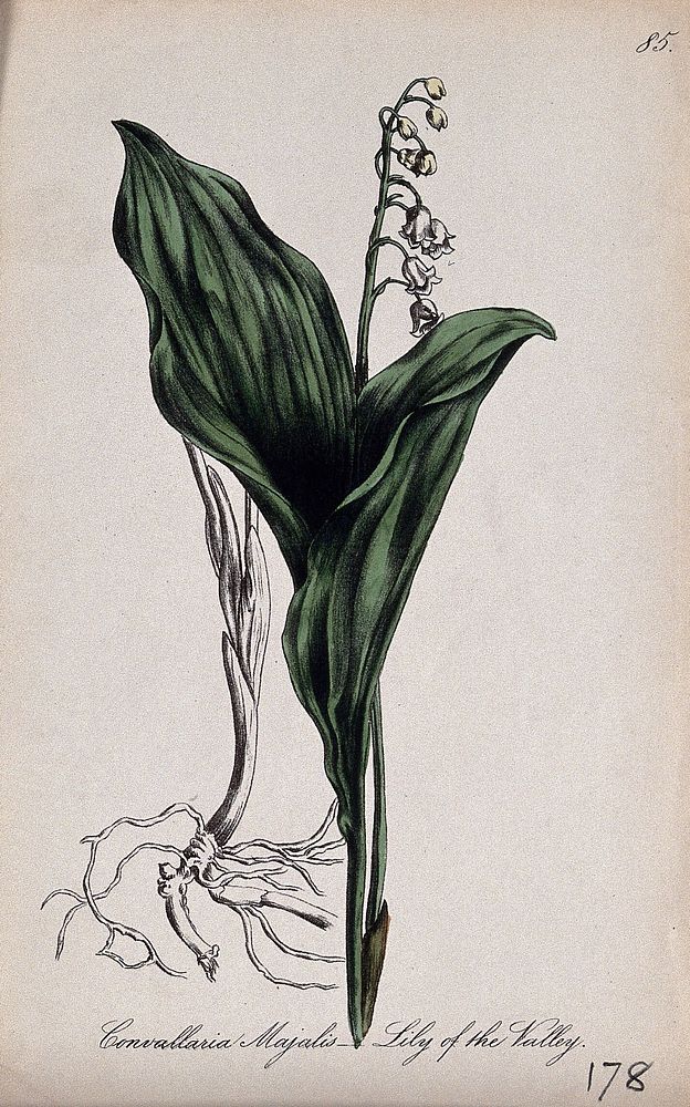 Lily-of-the-valley (Convallaria majalis): flowering stem with leaves and separate roots. Partially coloured lithograph by F.…