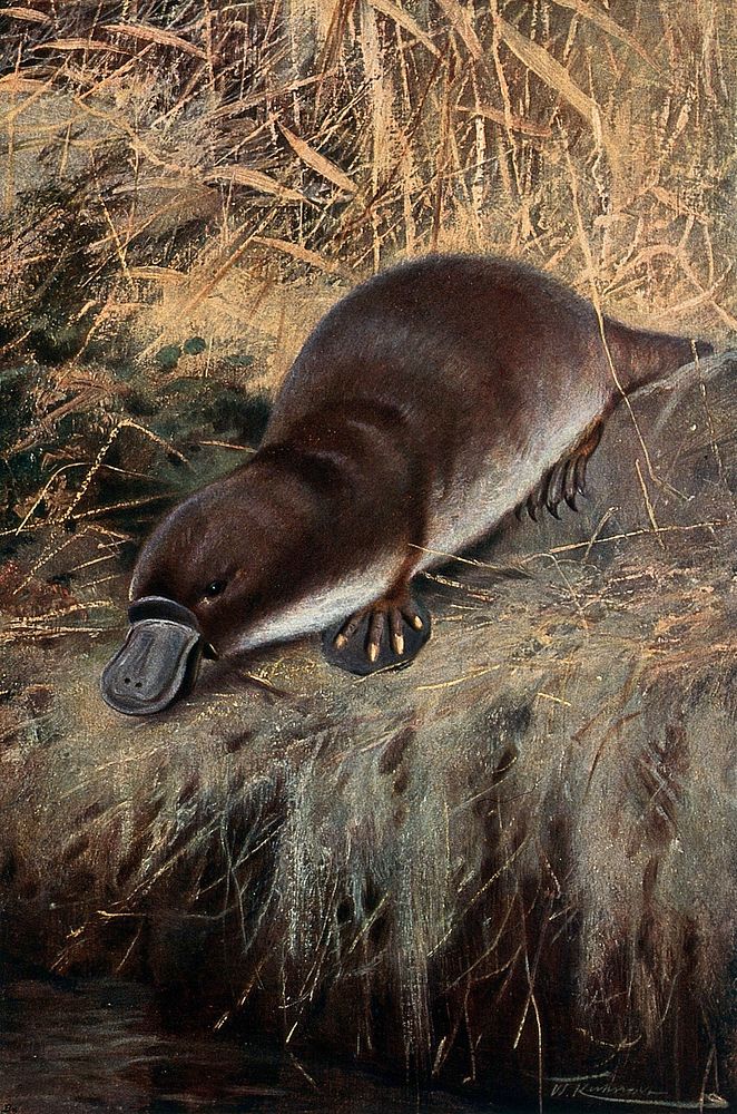 A duck billed platypus (watermole). Colour lithograph after W. Kuhnert.