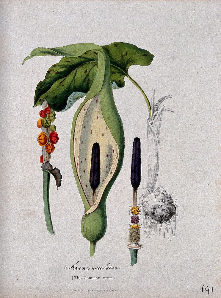 Cuckoo-pint (Arum maculatum): spathe and spadix with hairs and flowers, fruiting stem, leaf and tuber. Coloured zincograph…