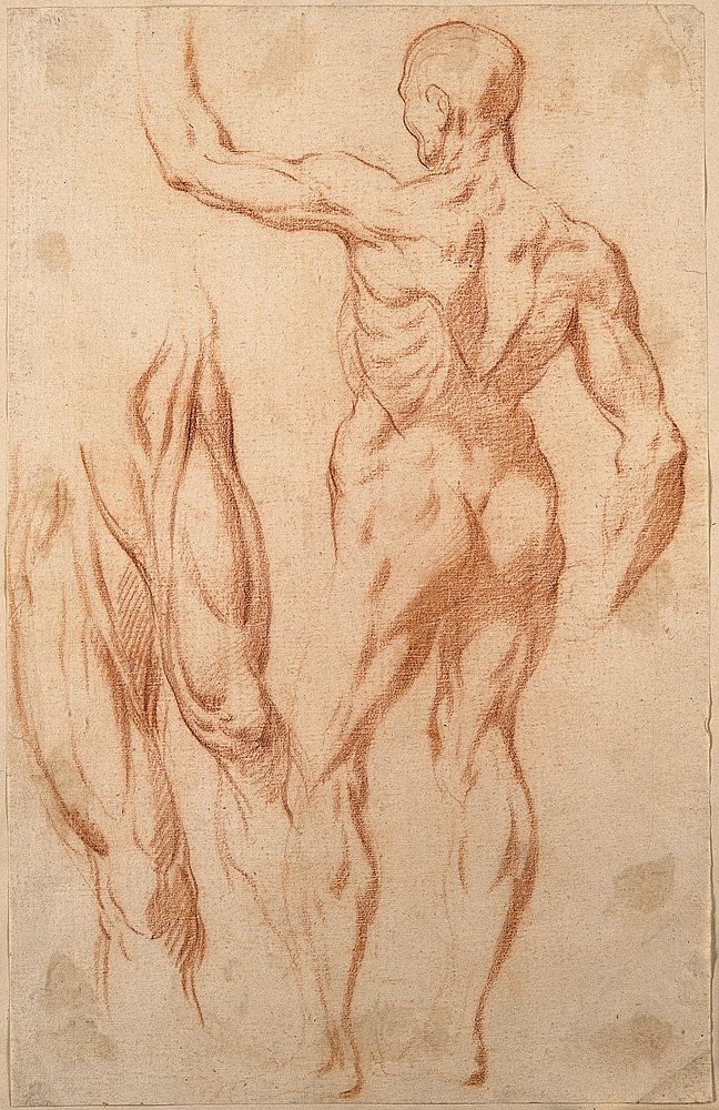 An écorché with a raised left arm seen from the back; studies of the muscles of the right and left thighs, seen from the…