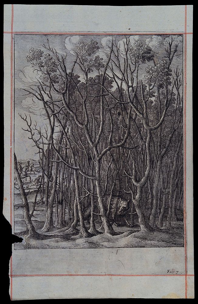 A fox has taken shelter in a thicket of thorn bushes. Etching by W. Hollar for a fable by J. Ogilby.