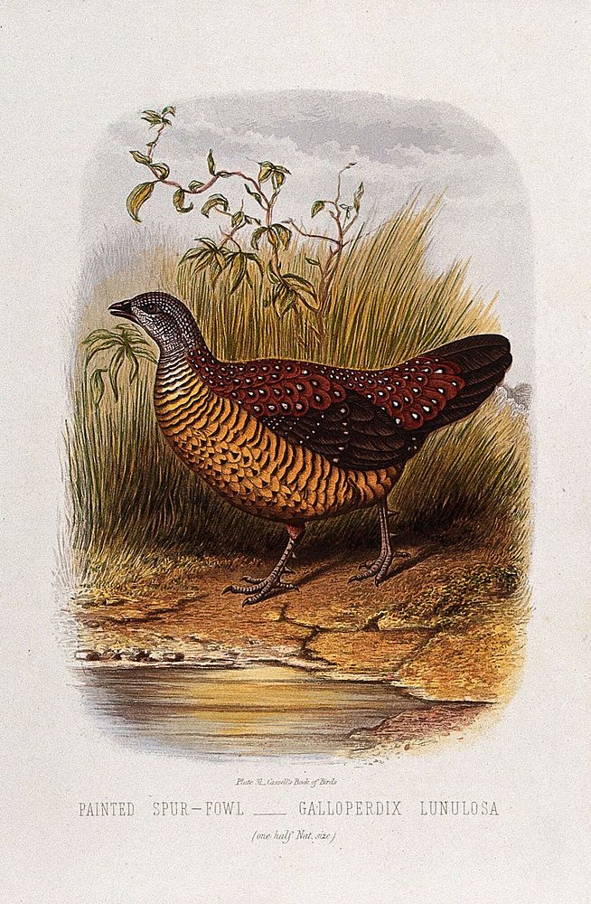A painted spur-fowl (Galloperdix lunulosa). Colour lithograph, ca. 1875.