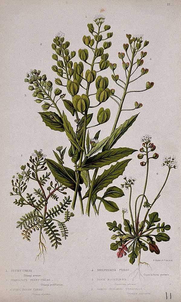 Six flowering plants, including penny cress (Thlaspi arvense) and shepherd's purse (Capsella bursa-pastoris).…