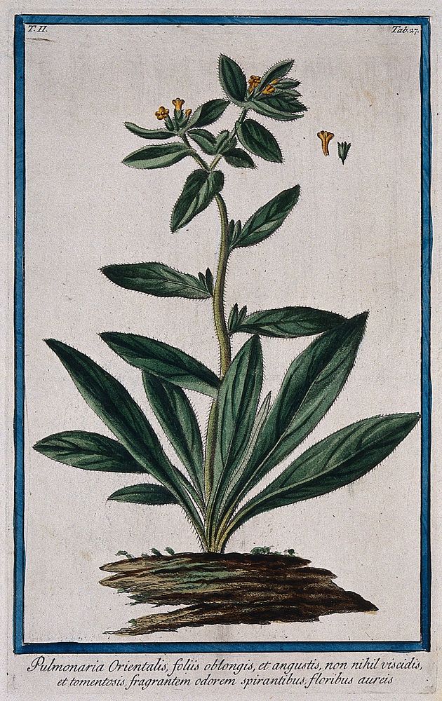 Lungwort (Pulmonaria officinalis L.): flowering plant with separate floral sections. Coloured etching by M. Bouchard, 1774.