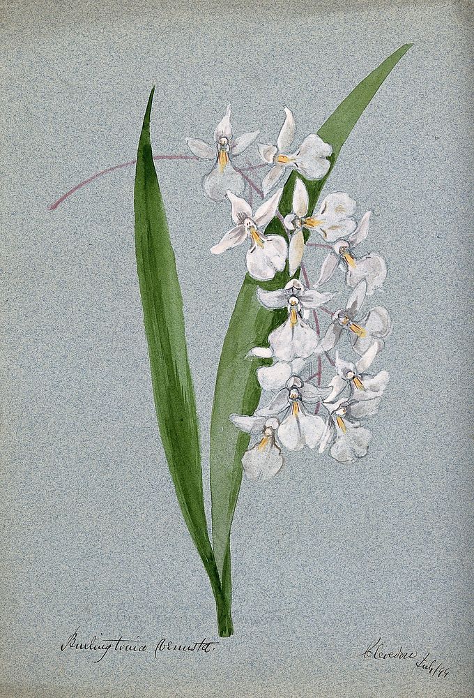 An orchid (Rodgersia species): flowers and leaves. Watercolour, 1899.