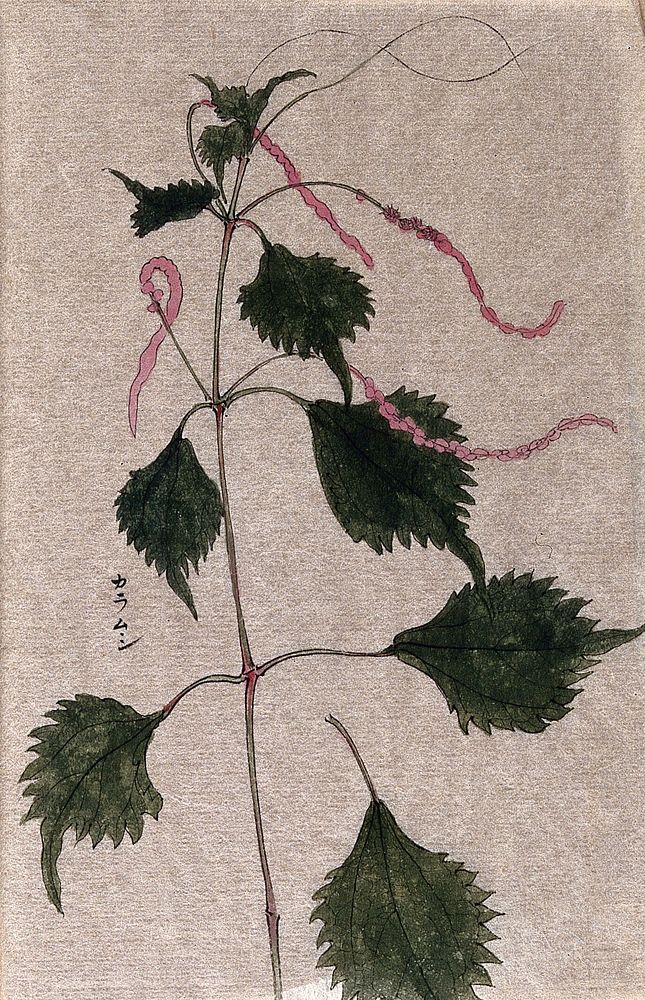 A plant of the Urticaceae family: flowering stem with pink, catkin-like inflorescences. Watercolour.