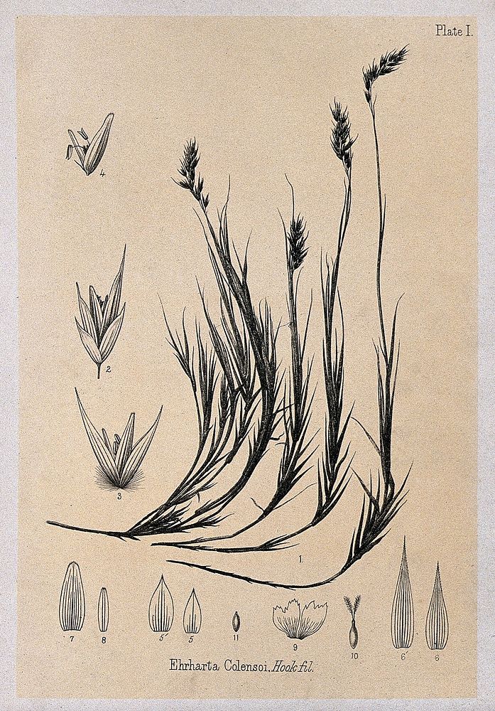 Alpine rice grass (Ehrharta colensoi Hook f.): plant with floral segments. Lithograph, c. 1880, after J. Buchanan.