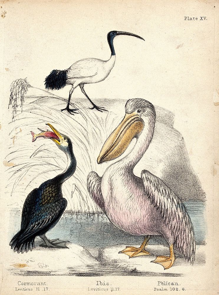 A cormorant, an ibis and a pelican standing near the water. Coloured chalk lithograph.
